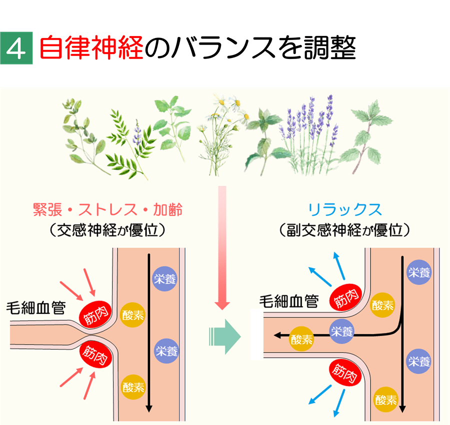 滋賀県守山市の小顔矯正&オーガニックハーブティーの店 若返り専門サロン プリュムレーヴ | 自律神経のバランスを調整